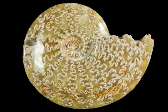 Polished Ammonite (Cleoniceras) Fossil - Madagascar #158269